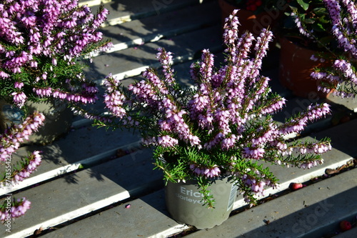 Heather in the flowerpot on the stairs in a garden in Prague.