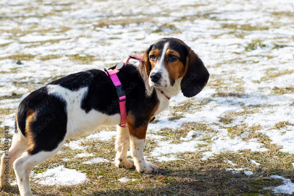 A black and white dog in a pink harness stands in the snow A black and white dog in a pink harness stands in the snow