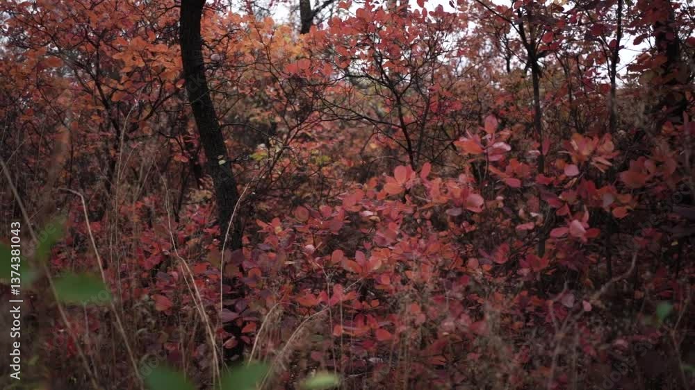 Autumn Pathway Surrounded by Red Foliage in a Tranquil Forest Autumn Pathway Surrounded by Red Foliage in a Tranquil Forest