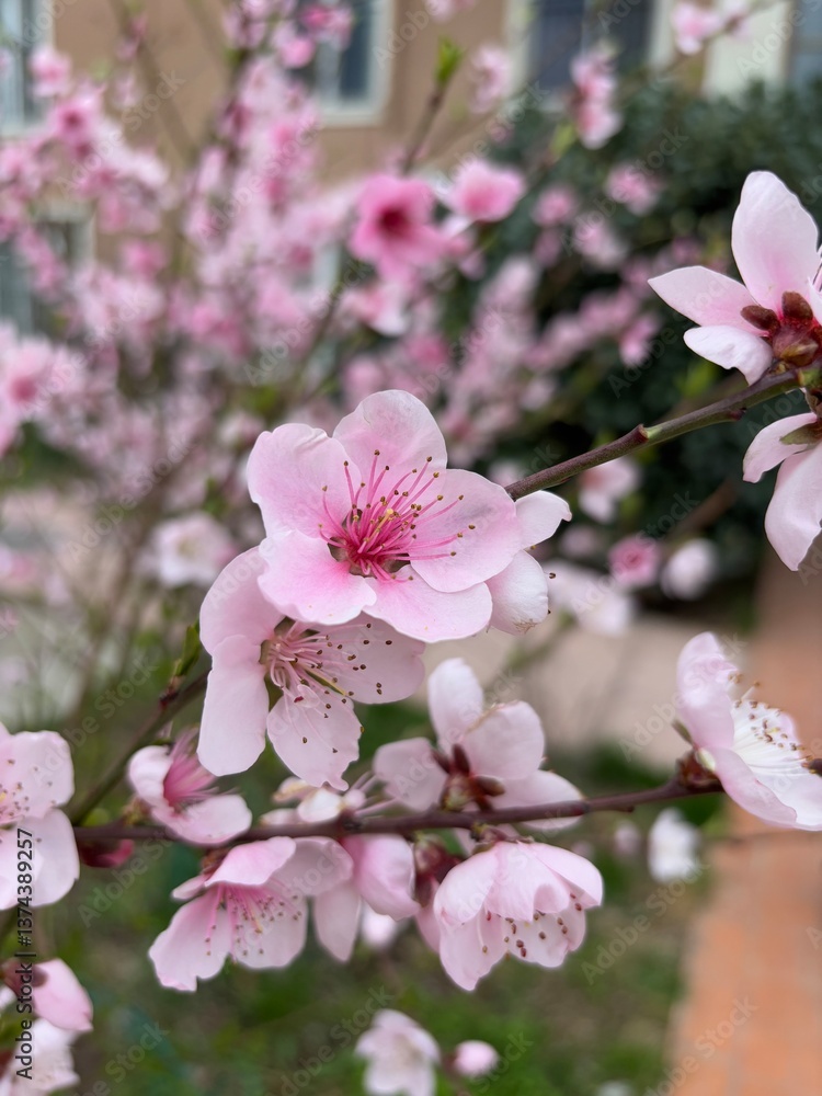 Obraz premium Blooming spring pink flower on a small branch, close shot of a flower, blurred background, outdoor nature 
