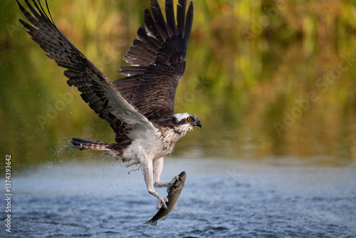 Osprey (Pandion haliaetus). Osprey climbs with prey grasped tightly mid-air after powerful lift. Reflective stream framed by blurred greenery. Clean frame with focused elegance.