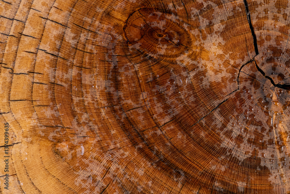 Naklejka premium polished walnut tree sawn with annual rings