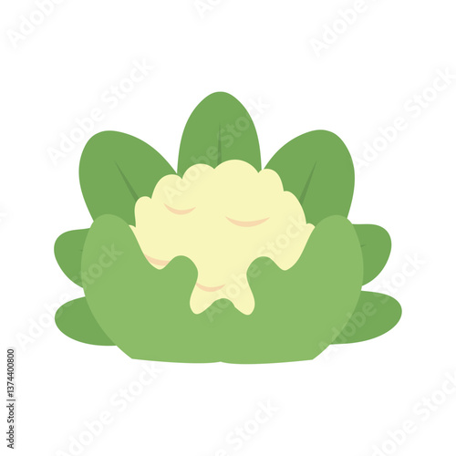 Illustration of a cauliflower head surrounded by green leaves, representing a healthy vegetable, ingredient for cooking, vegan and vegetarian diets