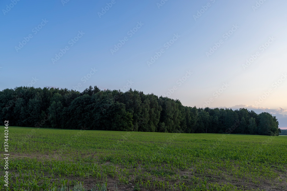 Fototapeta premium a beautiful sunset on a field in the summer
