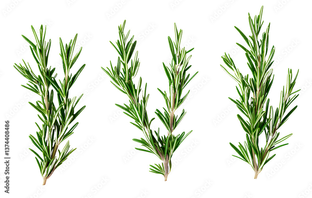 Obraz premium Set of rosemary leaves isolated on a transparent background