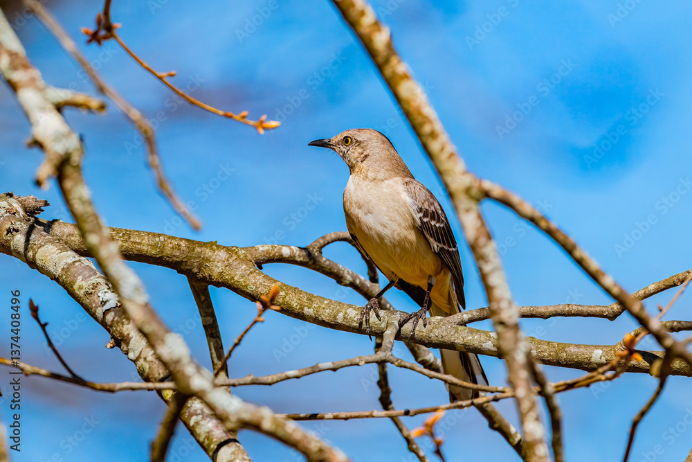 Northern Mockingbird perched on branch Northern Mockingbird perched on branch