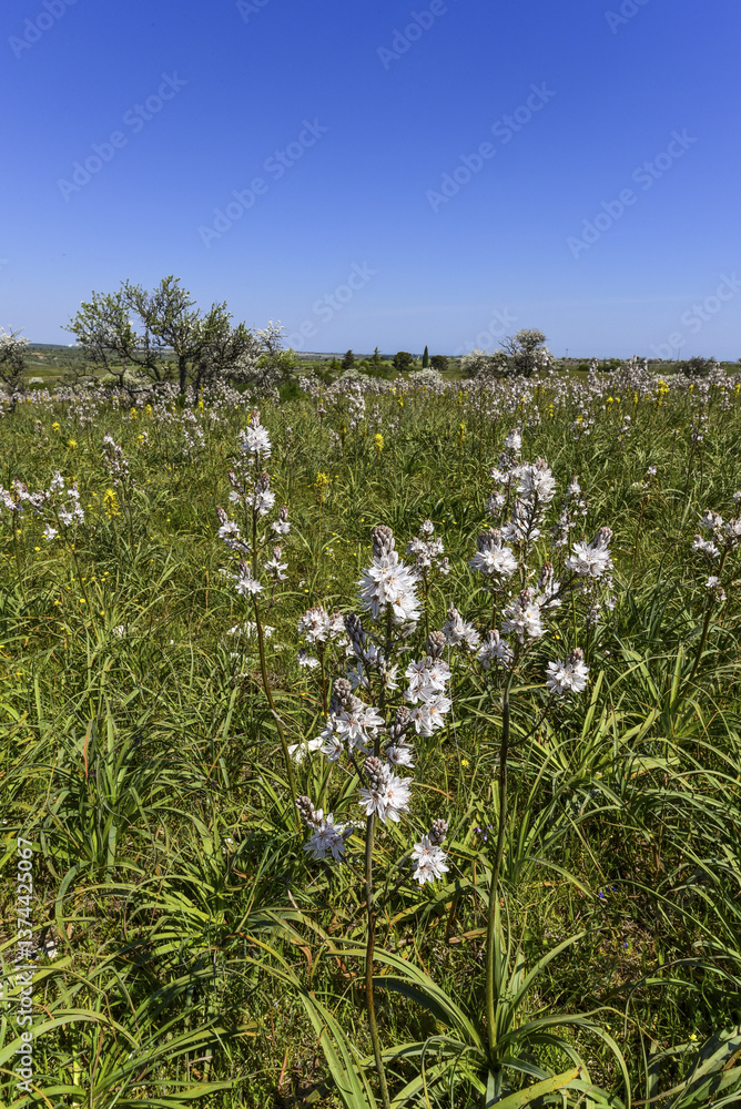 Parco Nazionale Dell alta Murgia, Ruva di Puglia, Apulien, Itali
