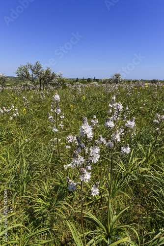 Obraz na płótnie Parco Nazionale Dell alta Murgia, Ruva di Puglia, Apulien, Itali w salonie