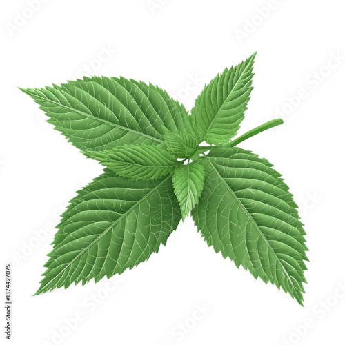 3D icon of Perilla (shiso) isolated on transparency background