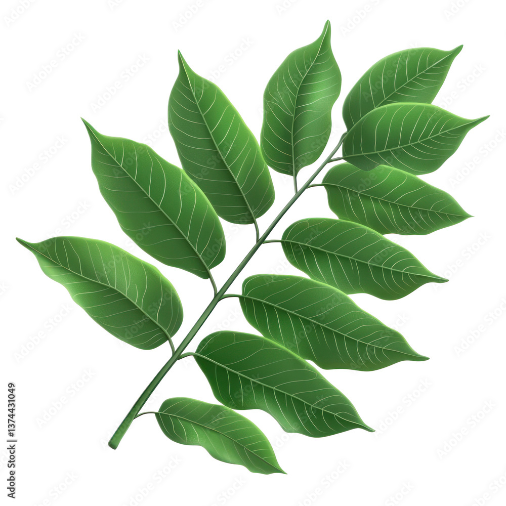 Fototapeta premium 3D icon of Curry leaves isolated on transparency background