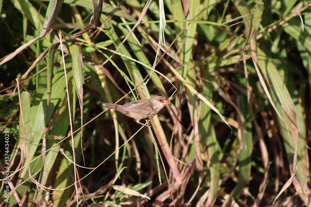 Common Waxbill Common Waxbill