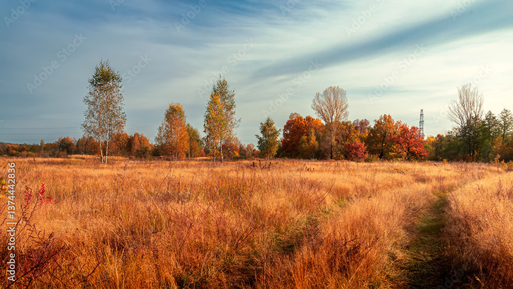 Fototapeta premium Beautiful autumn trees in the field in the cloudy day.