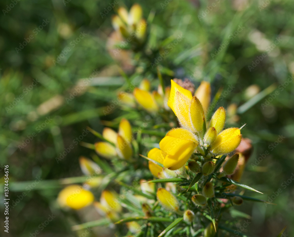 Obraz premium Beautiful close-up of ulex europaeus