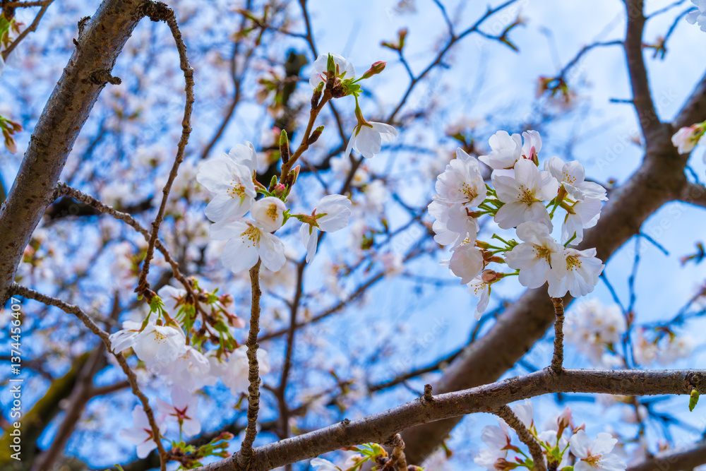 美しい桜の花と空の青 美しい桜の花と空の青