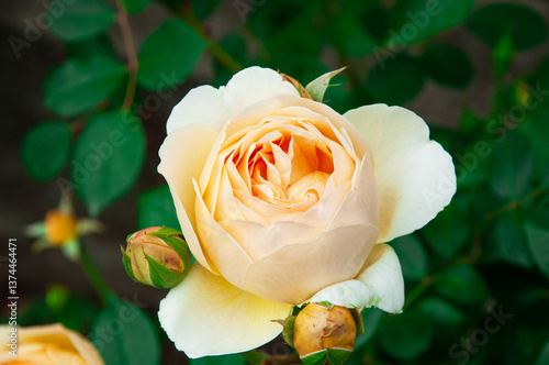 rose Jude the Obscure on a dark background. A delicate orange rose in a green garden