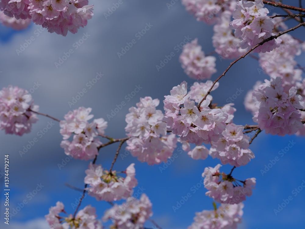 Cherry blossoms in full bloom against a blue sky, showcasing the beauty of springtime and nature's vibrant essence. Cherry blossoms in full bloom against a blue sky, showcasing the beauty of springtime and nature's vibrant essence.