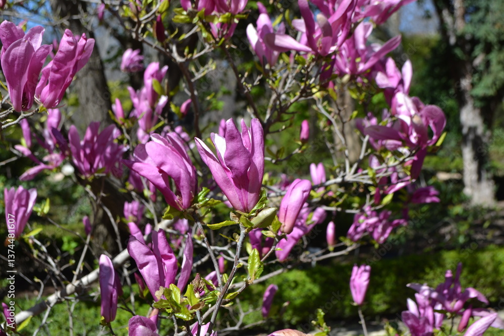 Obraz premium Vibrant magnolia blossoms in madrid botanical garden on a sunny day. Magnolia liliflora Nigra. Beautiful tree with pink flowers