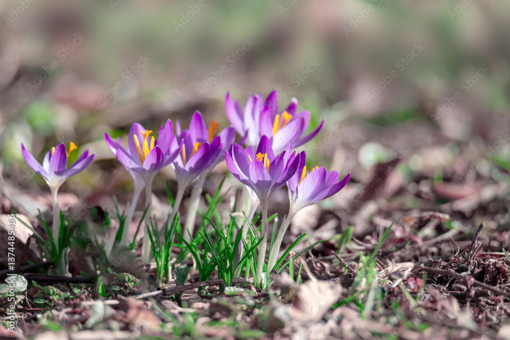 Beautiful Purple Crocuses Blooming in the Early Spring Garden