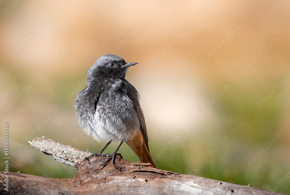 Fototapeta premium common blackbird on a branch