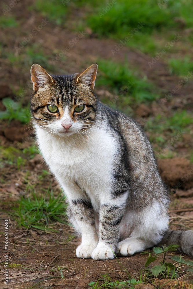 cat cat