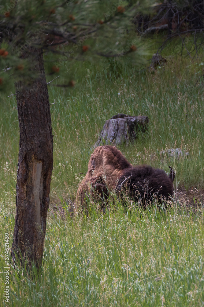 Bison resting in tall grass Bison resting in tall grass