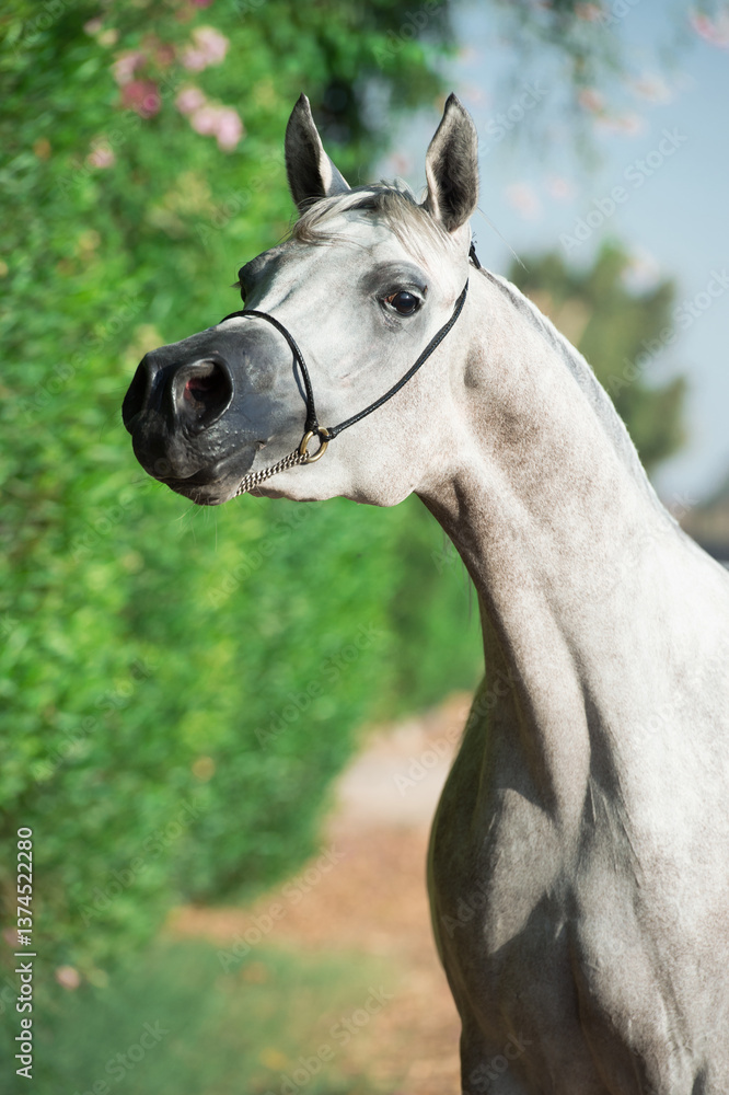 portrait of purebred egyption arabian white mare at green bush background