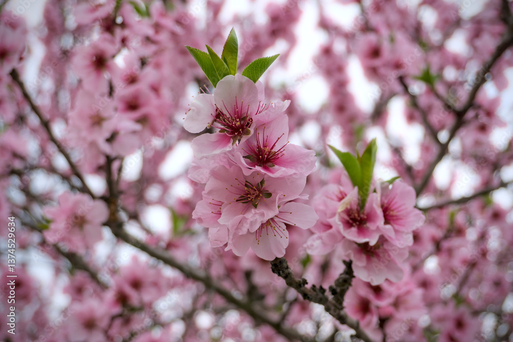 A close-up of a tree densely covered in vibrant pink blossoms, filling the frame with delicate flowers against a slightly overcast sky. A close-up of a tree densely covered in vibrant pink blossoms, filling the frame with delicate flowers against a slightly overcast sky.