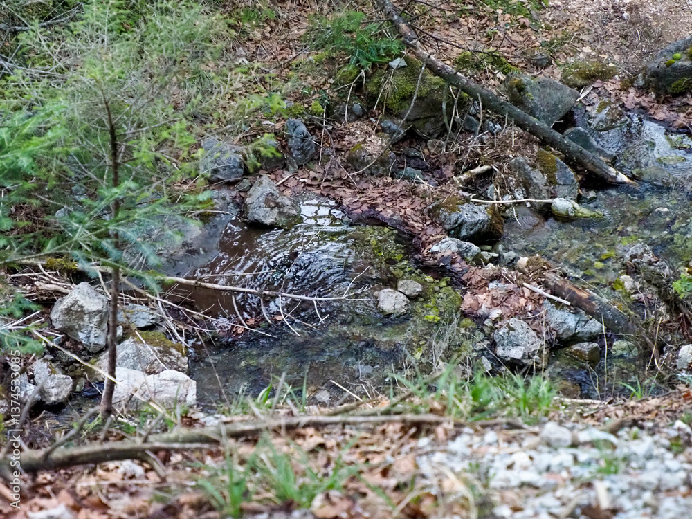 Close-up of Mountain Stream with Moss-Covered Rocks and Spring Vegetation in Forest Ecosystem