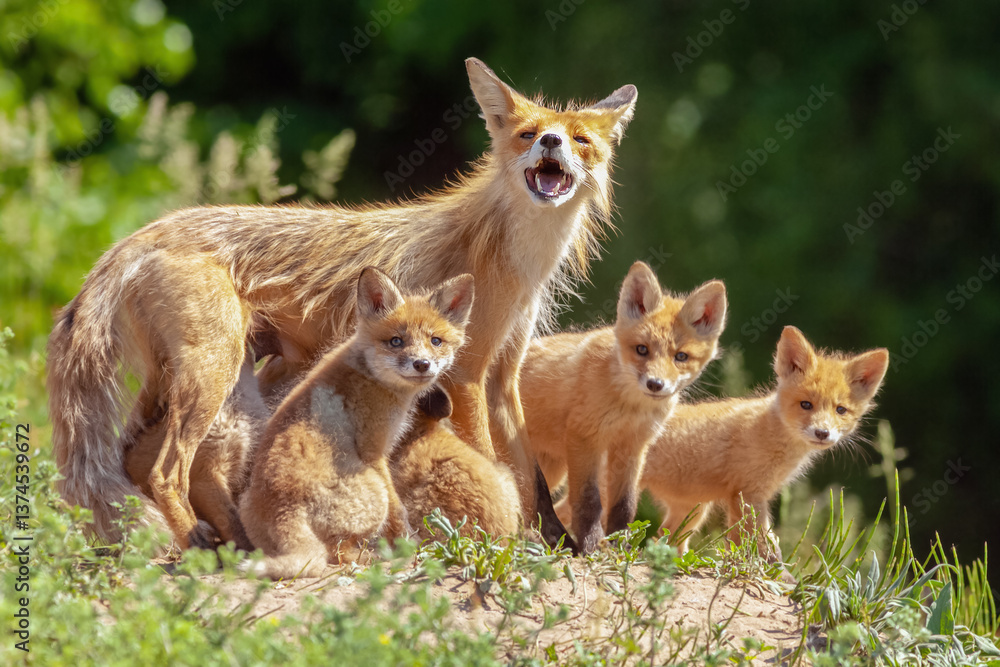 Naklejka premium fox with brood of small foxes in clearing on sunny day