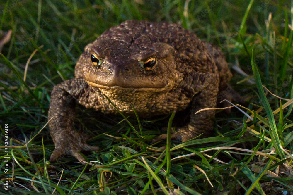 Obraz premium A close-up of a toad sitting in thick green grass. The texture of the toad's skin, its eyes, and its general appearance are visible. The toad is brown with dark spots.