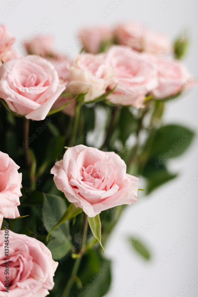 Obraz premium Close-up, bouquet of small pink roses on a white background.