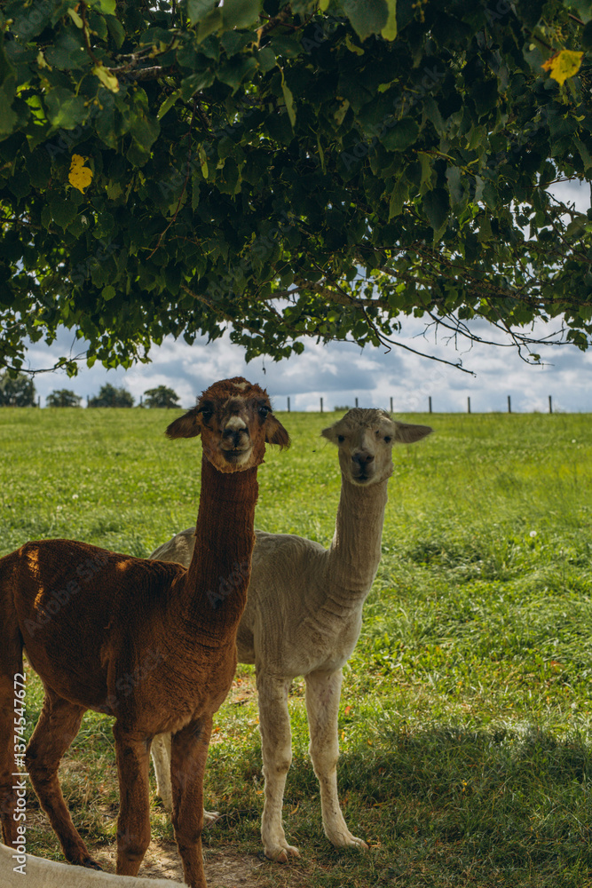 Fototapeta premium Group of alpacas standing under tree,resting in the shade.Fluffy wool, animals in natur