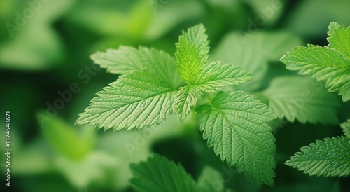 Natural Sunlight Highlights Vibrant Green Leaves During a Serene Afternoon in...