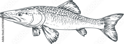Detailed illustration of a pike fish with scales in black and white. Vector art sketch. Vector illustration