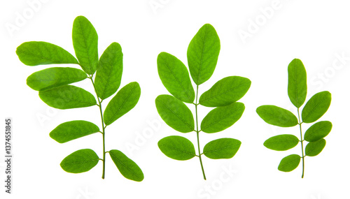 Green acacia leaves isolated on white background.