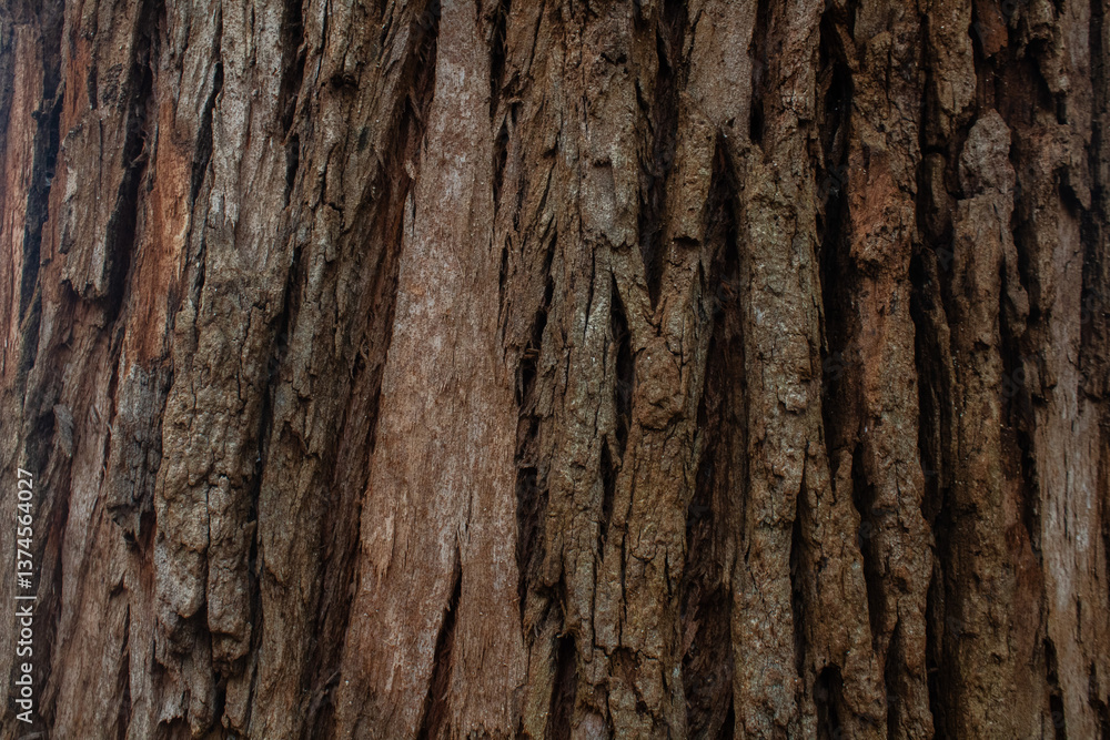 wood texture in high contrast and good resolution
wood texture in high contrast and good resolution