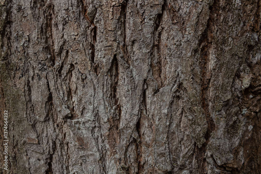 wood texture in high contrast and good resolution	

