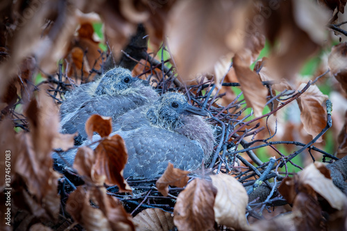 Junge Taubenküken in einem Nest