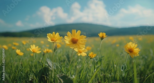 Vibrant Yellow Flowers Bloom in a Sunny Meadow Under a Clear Sky