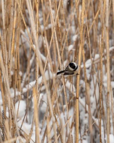 bird on a branch