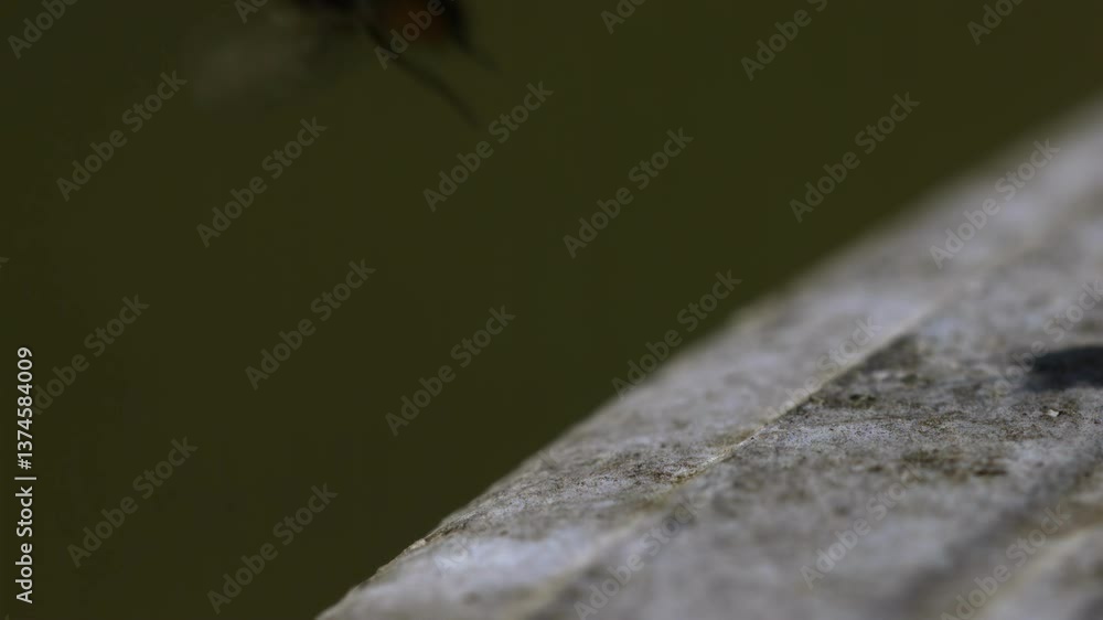 A fly takes off from a patio table in extreme slow motion A fly takes off from a patio table in extreme slow motion