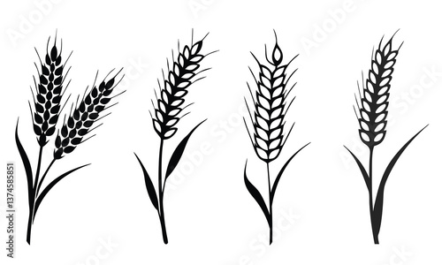 Wheat ears icon vector set, Agriculture symbol, wheat, barley, grain vector isolated on white background.