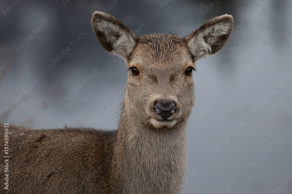 Red Deer (Cervus elaphus) Red Deer (Cervus elaphus)