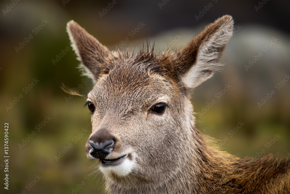 Fototapeta premium Red Deer (Cervus elaphus)