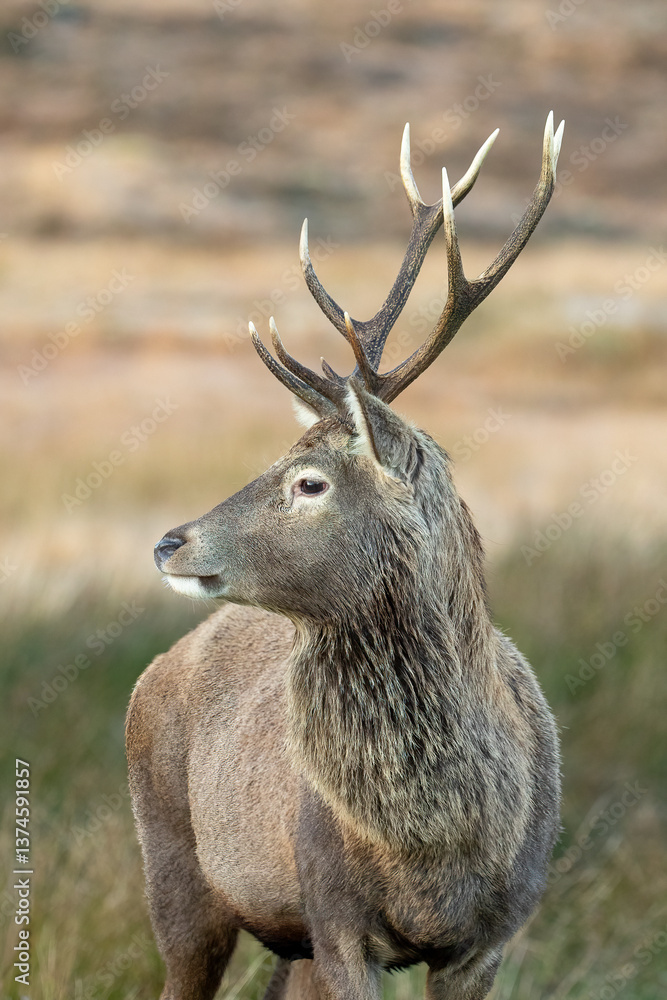 Naklejka premium Red Deer (Cervus elaphus)