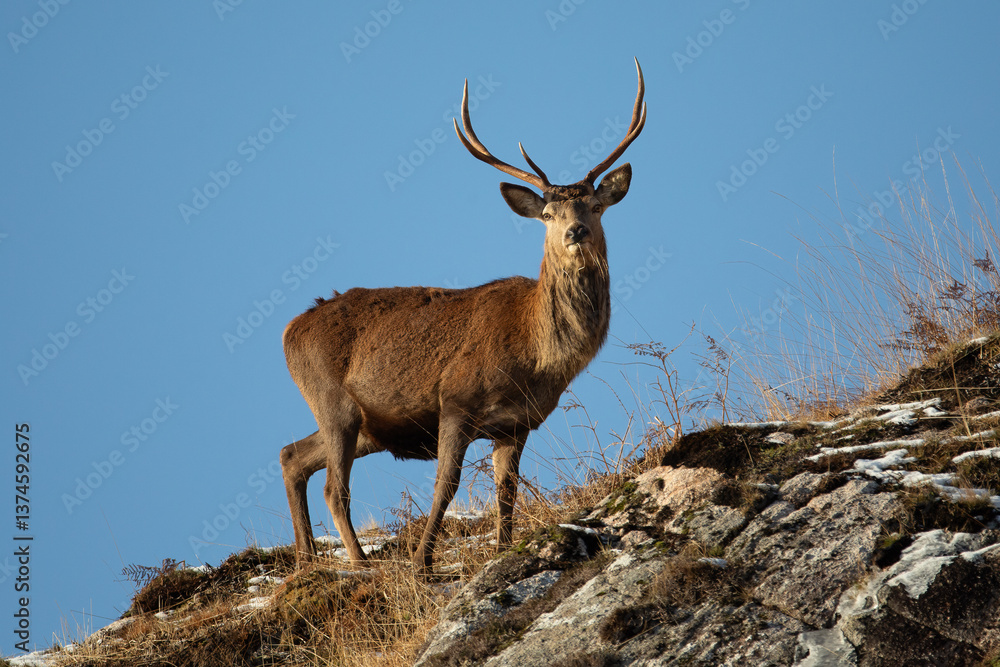 Obraz premium Red Deer (Cervus elaphus)