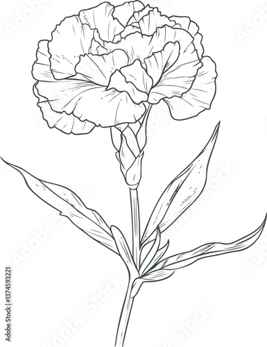 Carnation flower line drawing with detailed petals