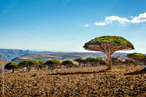 Dragon trees at  Socotra Island, Yemen. Dracaena draco at Socotra