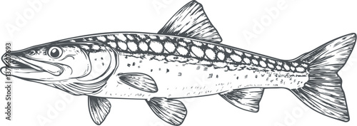 Detailed illustration of a pike fish 