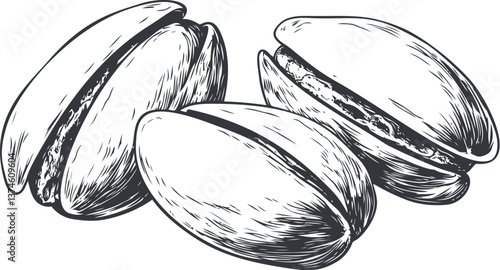 Three black and white pistachio sketches with detailed shell texture. Vector illustration